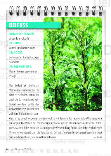 Beifuß