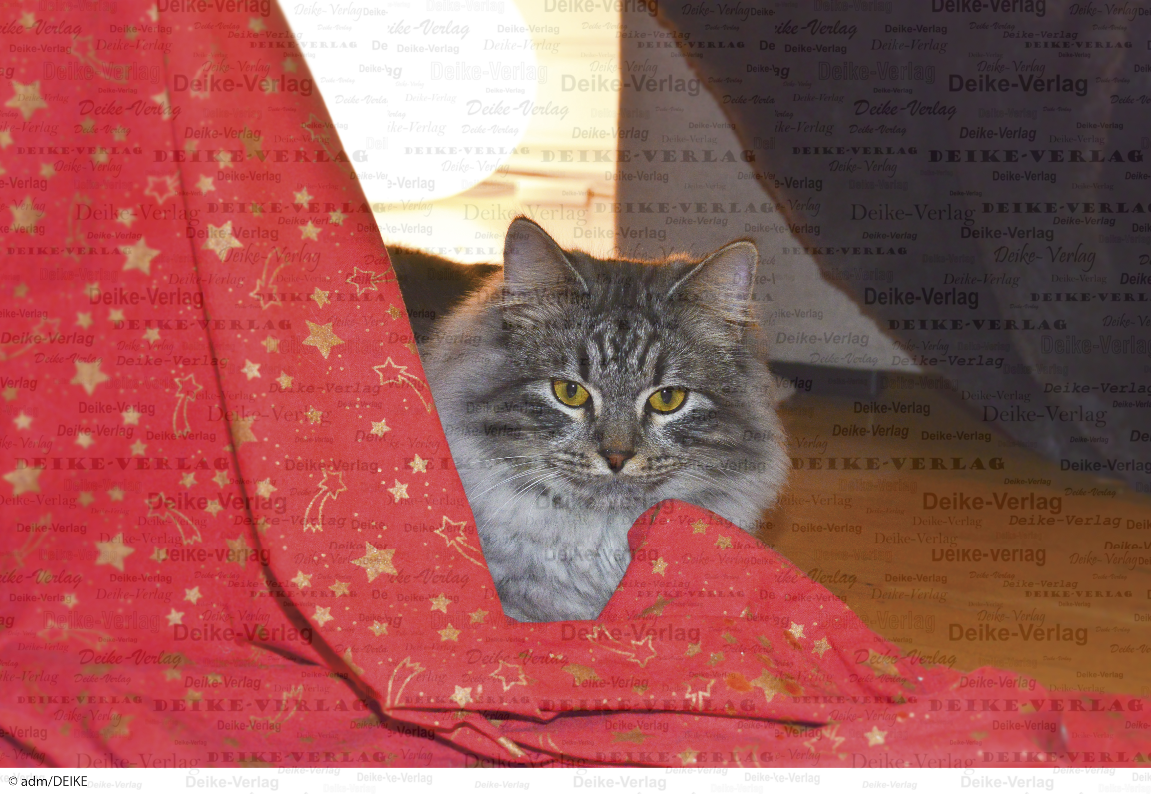Katze zu Weihnachten?