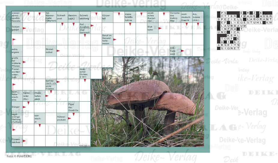 Gemeiner Birkenpilz - (Schwedenrätsel) DIN A5