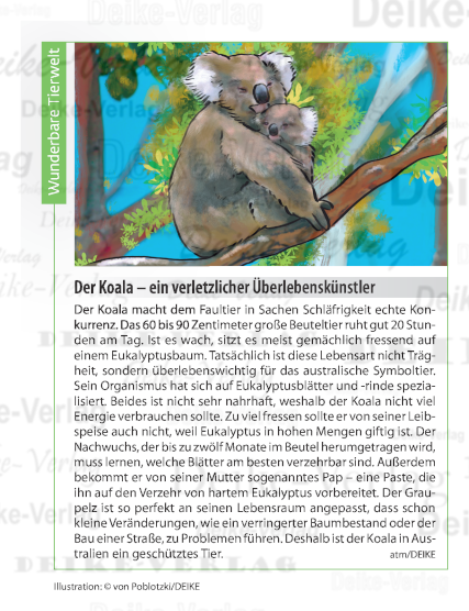 Der Koala