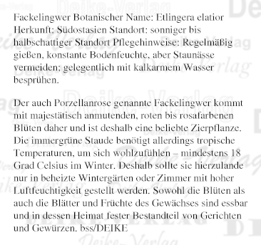 Fackelingwer