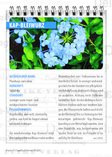 Kap-Bleiwurz