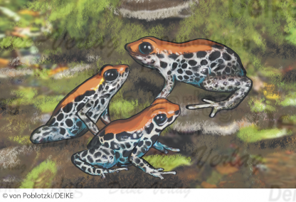 Pfeilgiftfrosch