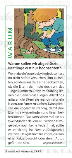 Warum sollen wir abgestürzte Nestlinge erst nur beobachten?