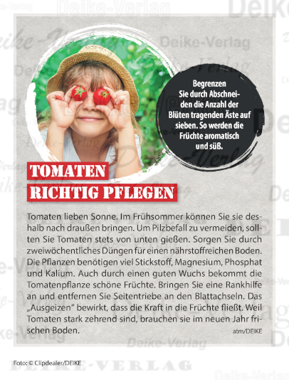 Tomaten richtig pflegen
