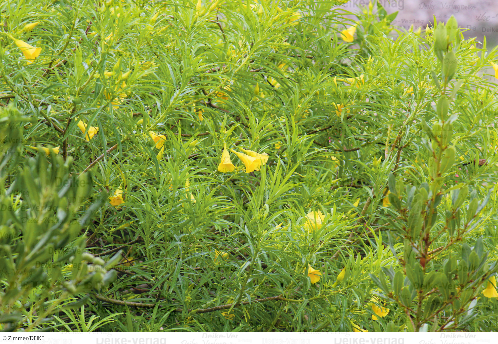 Tropischer Oleander
