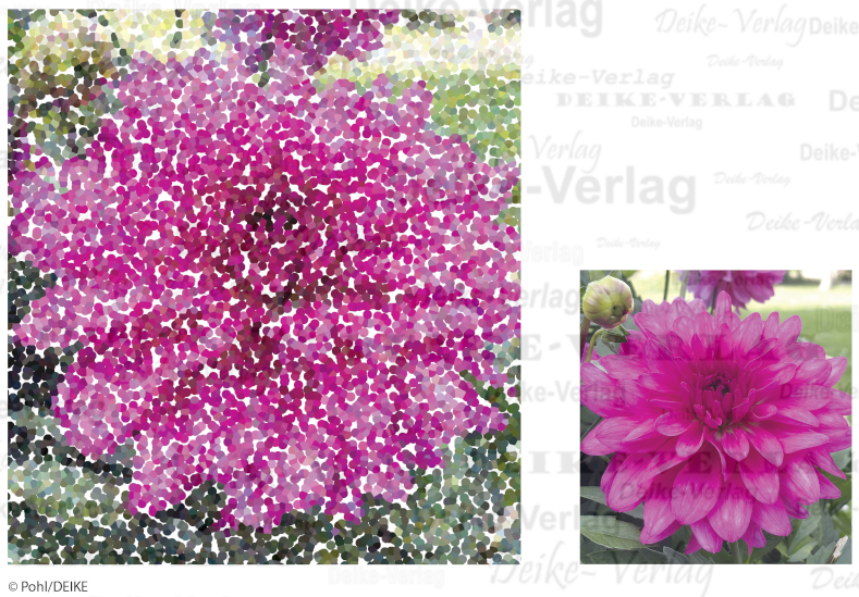 Dahlie - Fotorätsel