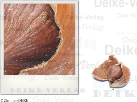 Haselnuss - Drudel
