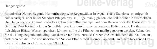 Garten und Pflanzen: Hängebegonie