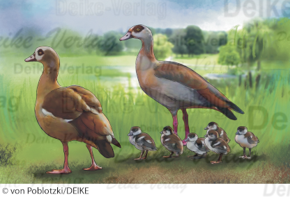 Nilgänse