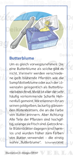 Butterblume