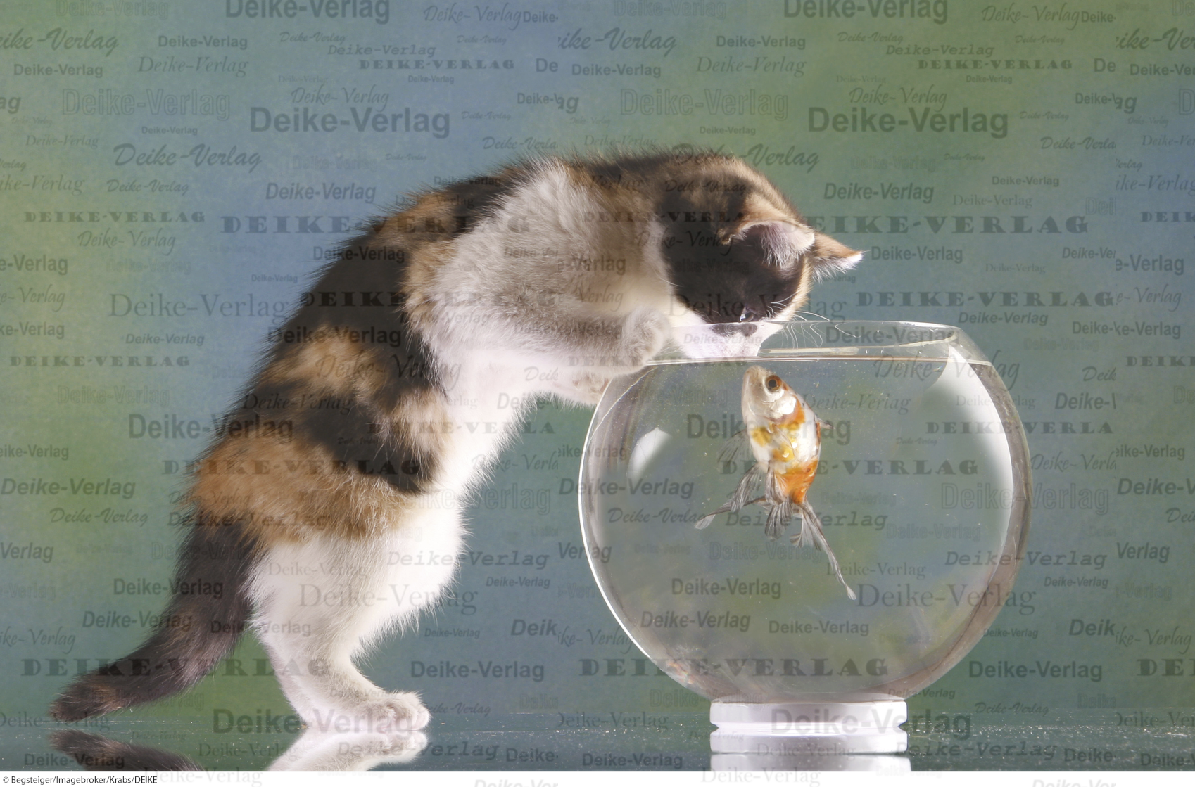 Katze und Fisch
