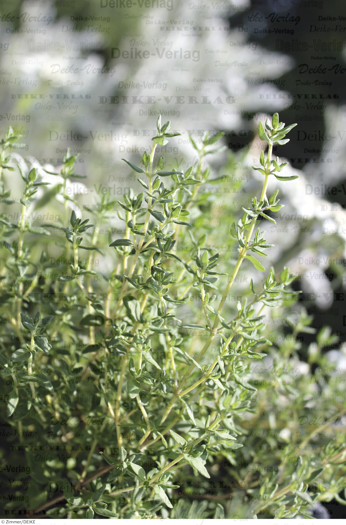 Thymian