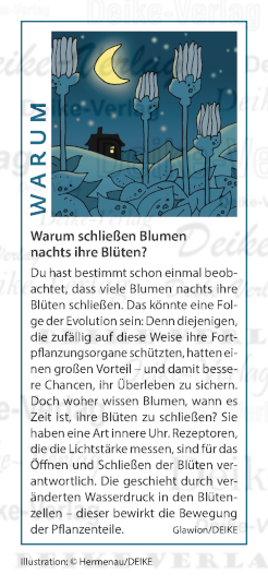 Warum schließen Blumen nachts ihre Blüten?