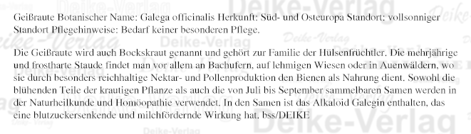 Garten und Pflanzen: Geißraute  
