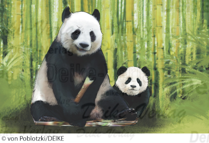 Pandabär