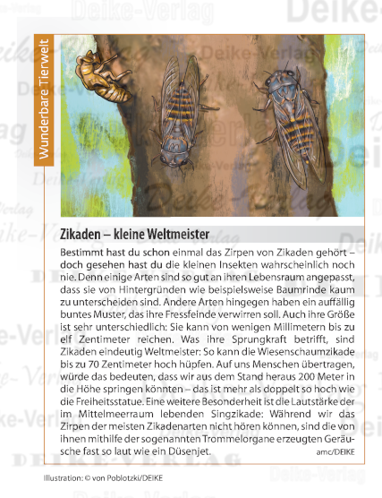 Die Zikaden