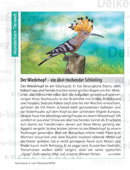 Der Wiedehopf