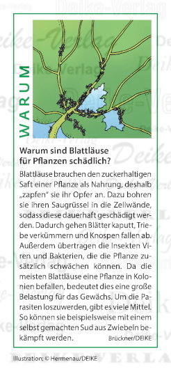 Warum sind Blattläuse für Pflanzen schädlich?
