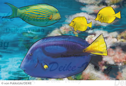 Doktorfisch