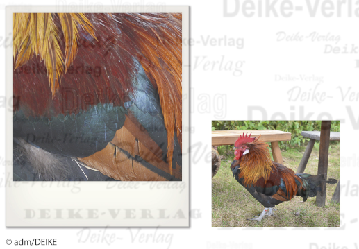 Hahn - Drudel
