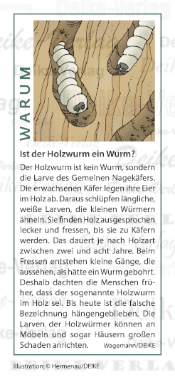 Ist der Holzwurm wirklich ein Wurm?